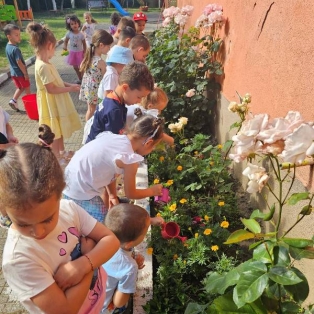 gradinari-